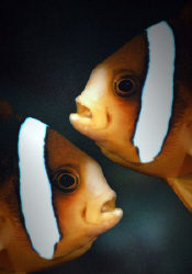 Anemonefish mirrored. by Dray Van Beeck 